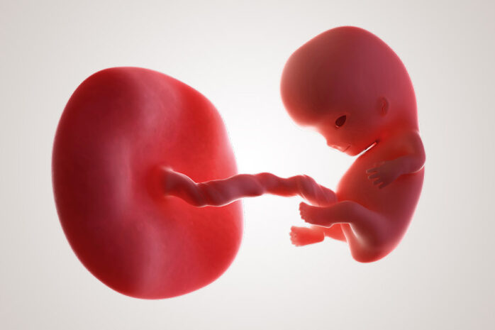 De ontwikkeling van de embryo na 9 weken zwanger