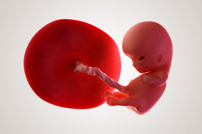 De ontwikkeling van de embryo na 10 weken zwanger