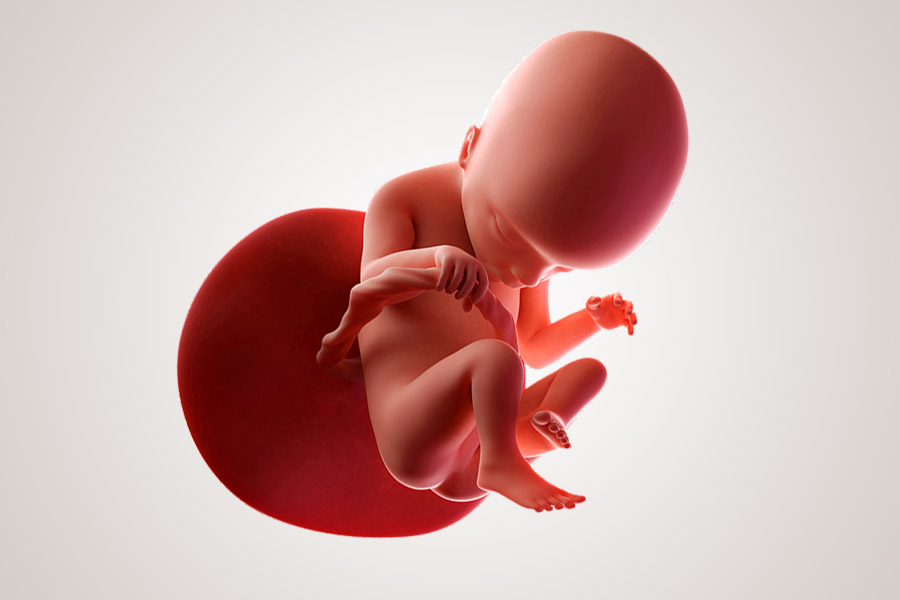 De ontwikkeling van de embryo na 18 weken zwanger