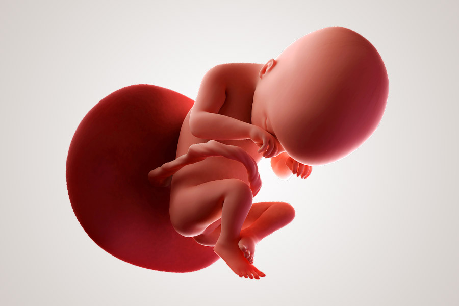 De ontwikkeling van de embryo na 19 weken zwanger