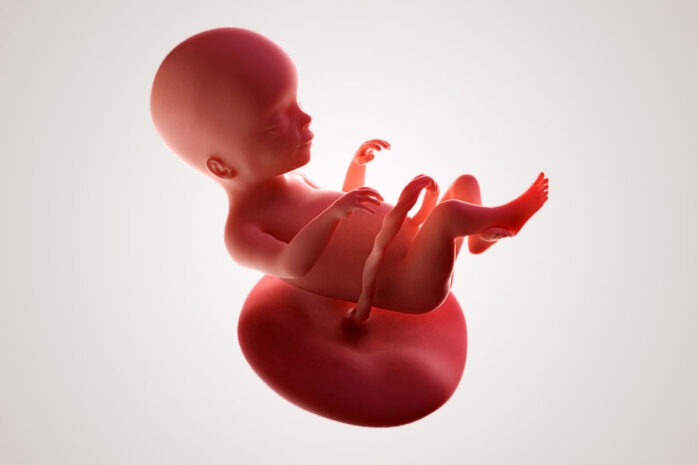 De ontwikkeling van de embryo na 20 weken zwanger
