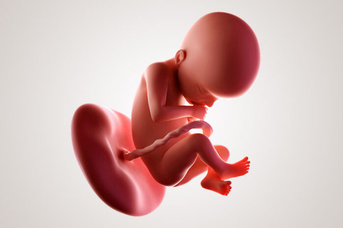 De ontwikkeling van de embryo na 22 weken zwanger