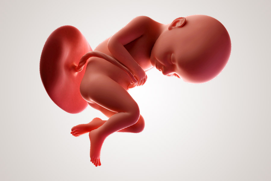 De ontwikkeling van de embryo na 32 weken zwanger