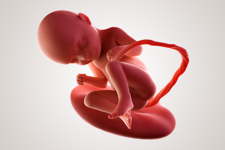 De ontwikkeling van de embryo na 33 weken zwanger