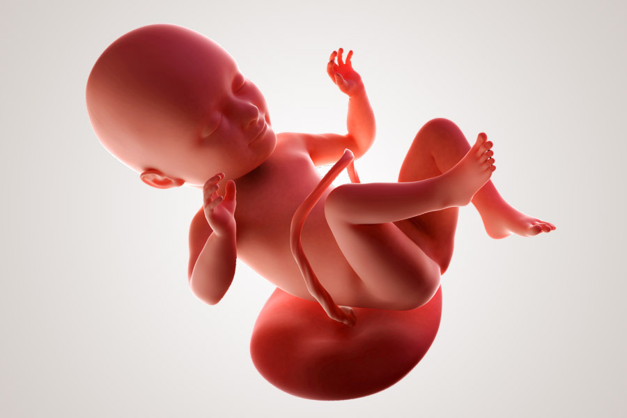 De ontwikkeling van de embryo na 34 weken zwanger