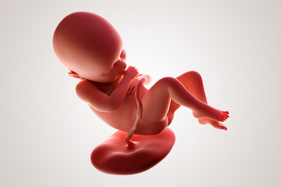 De ontwikkeling van de embryo na 36 weken zwanger