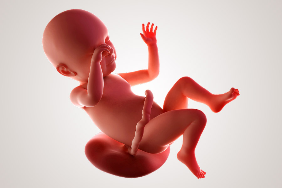 De ontwikkeling van de embryo na 39 weken zwanger