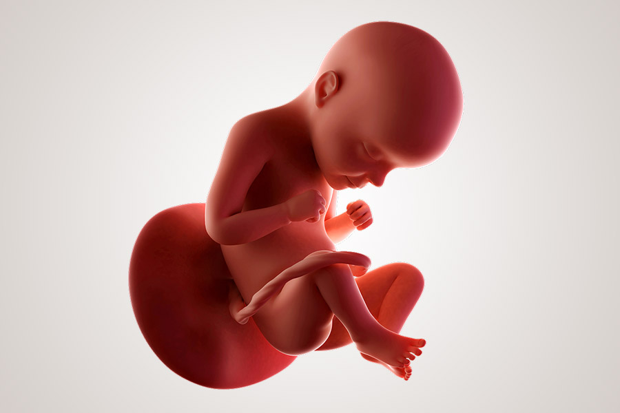 De ontwikkeling van de embryo na 7 maanden zwanger