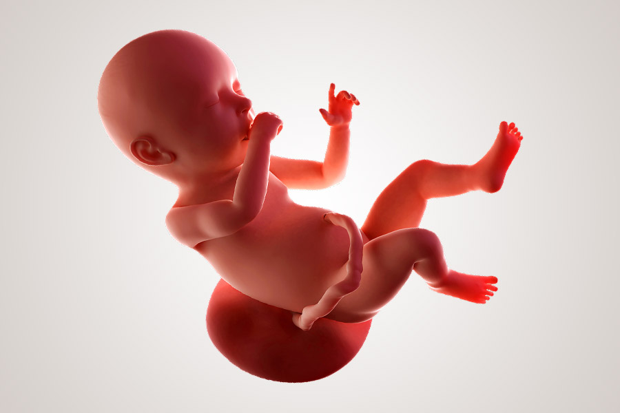 De ontwikkeling van de embryo na 9 maanden zwanger