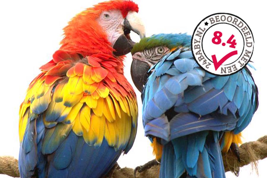 papagaaien in Dierenrijk