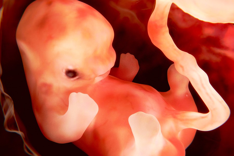 Embryo: Het Prille Begin Van Je Baby – 24Baby.Nl