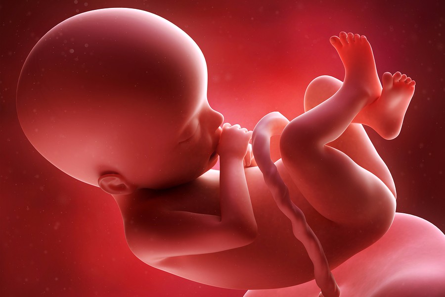 Foetus: Van Embryo Tot Baby – 24Baby.Nl