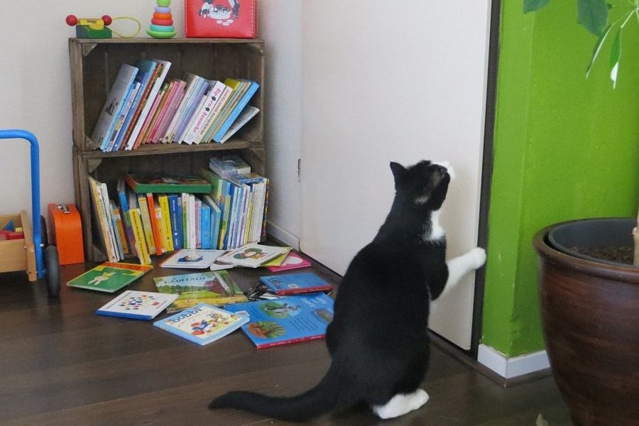 Kat zit bij kinderboeken