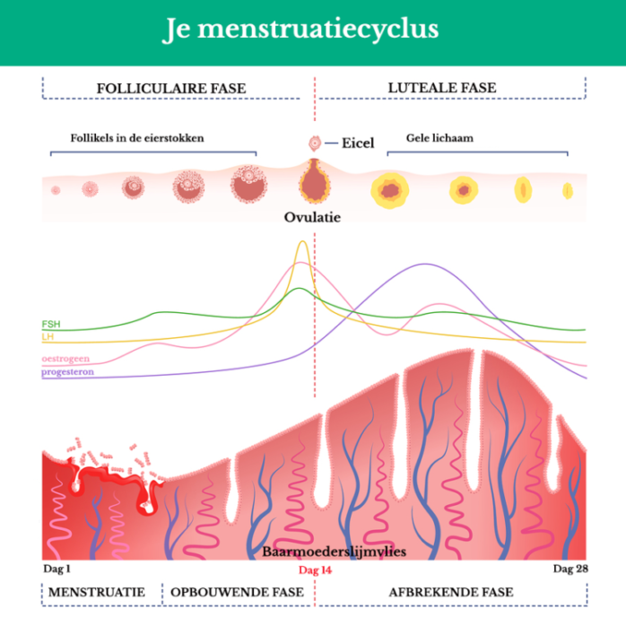 stimuleren cement Onregelmatigheden Menstruatiecyclus en zwanger worden – 24Baby.nl