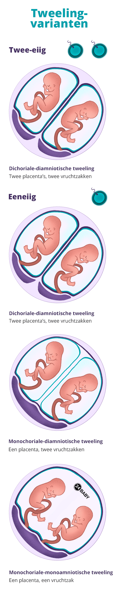 ui viel Gelach Tweelingzwangerschap: dubbel zoveel geluk – 24Baby.nl