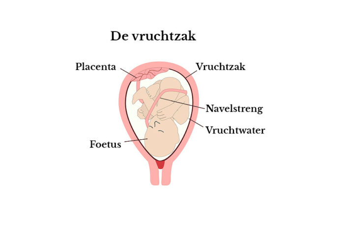 Katholiek gehandicapt kunst Vruchtzak: het omhulsel van je baby in de buik – 24Baby.nl