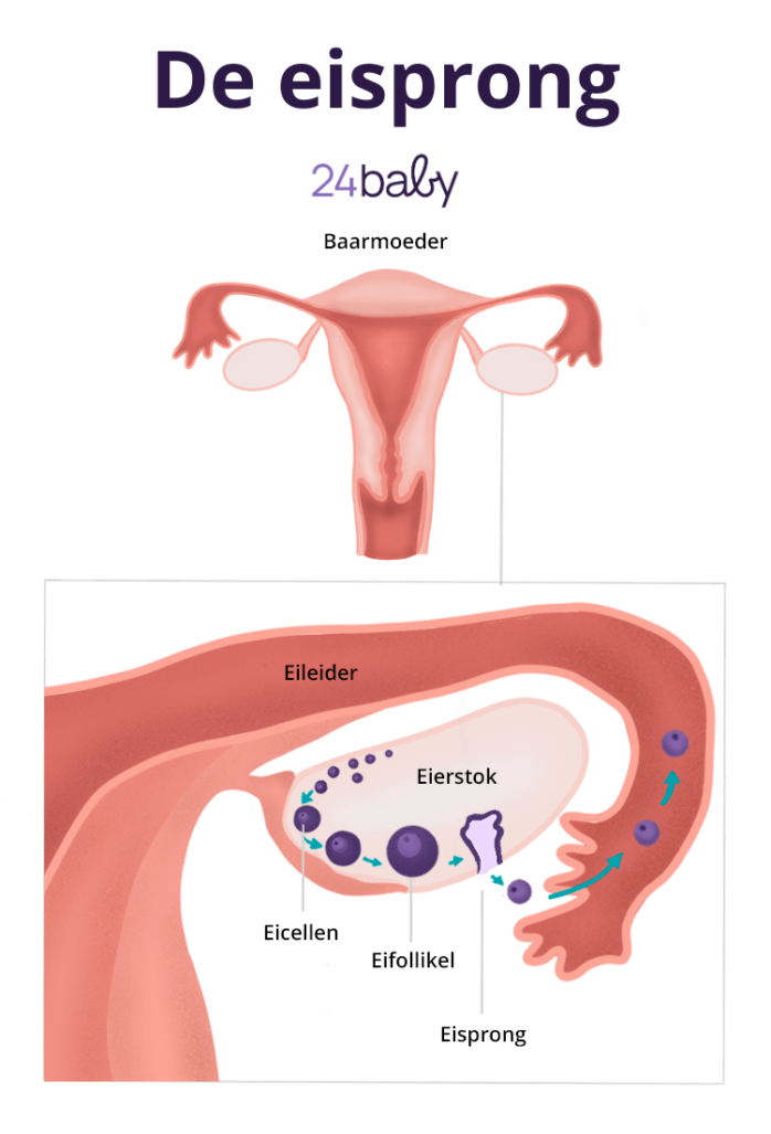 Ovulatie Of Eisprong: Zo Verloopt Dit Moment In Je Cyclus – 24Baby.nl