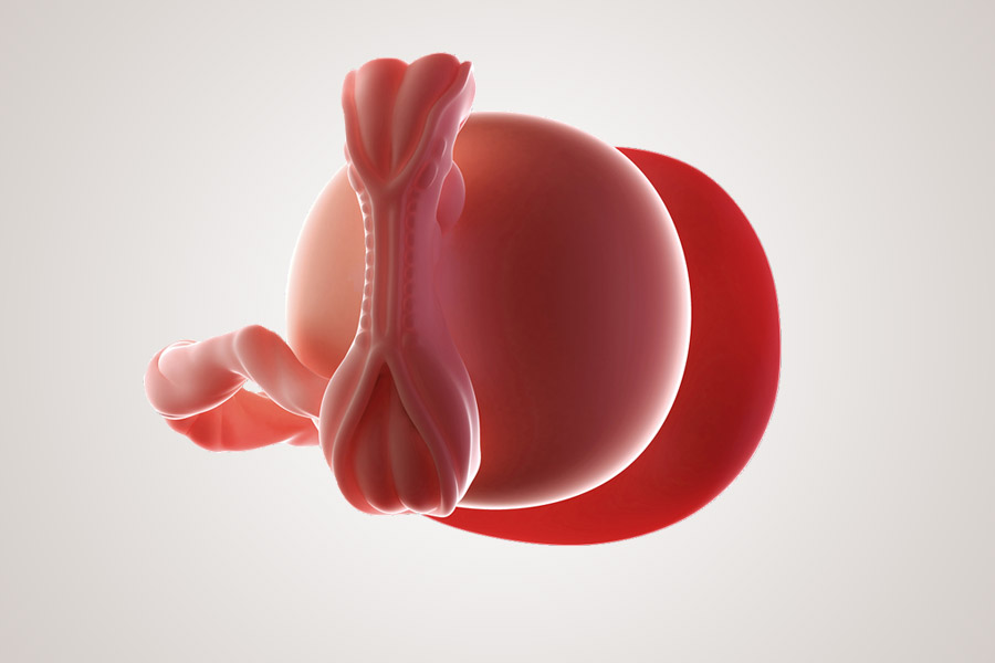 De ontwikkeling van de embryo na 5 weken zwanger
