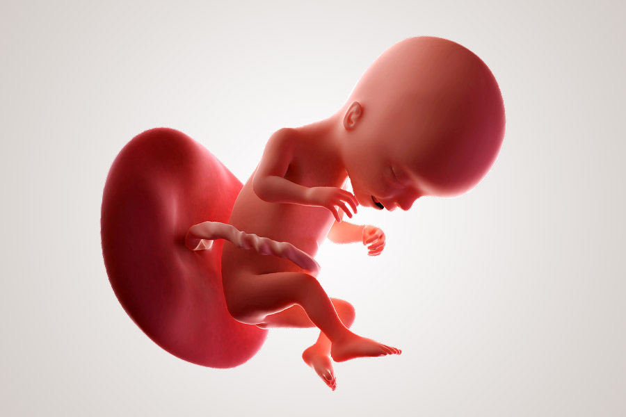 De ontwikkeling van de embryo na 17 weken zwanger