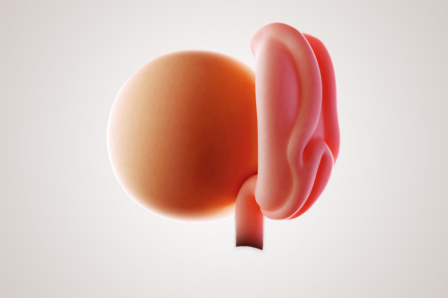 De ontwikkeling van de embryo na 1 maand zwanger