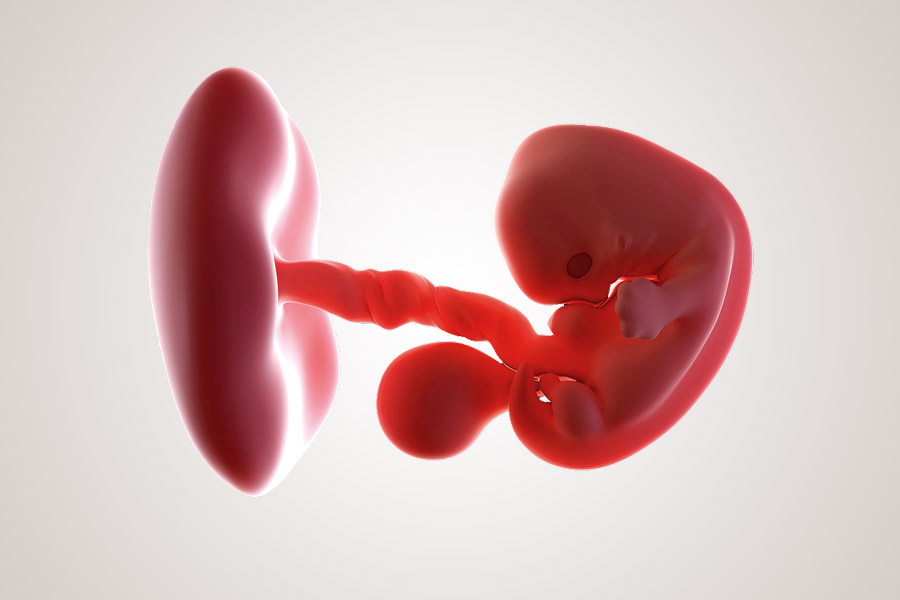 Ontwikkeling embryo na 7 weken zwanger