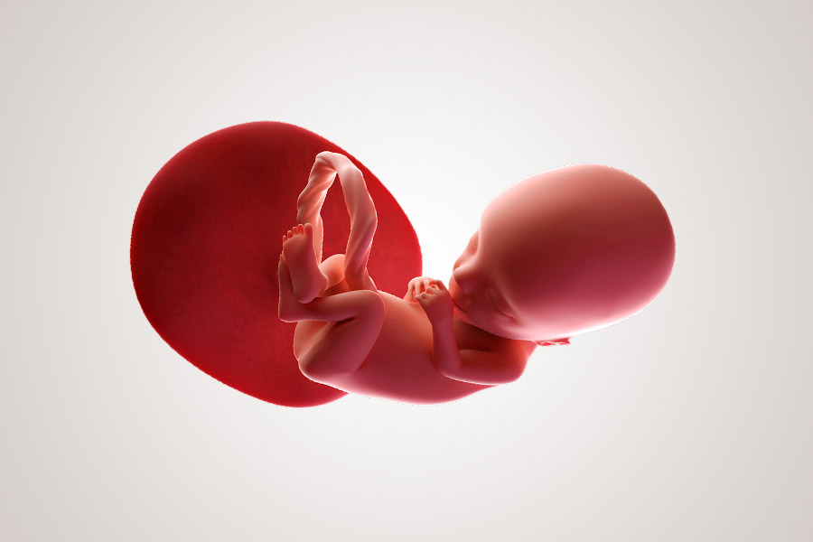 De ontwikkeling van de embryo na 13 weken zwanger