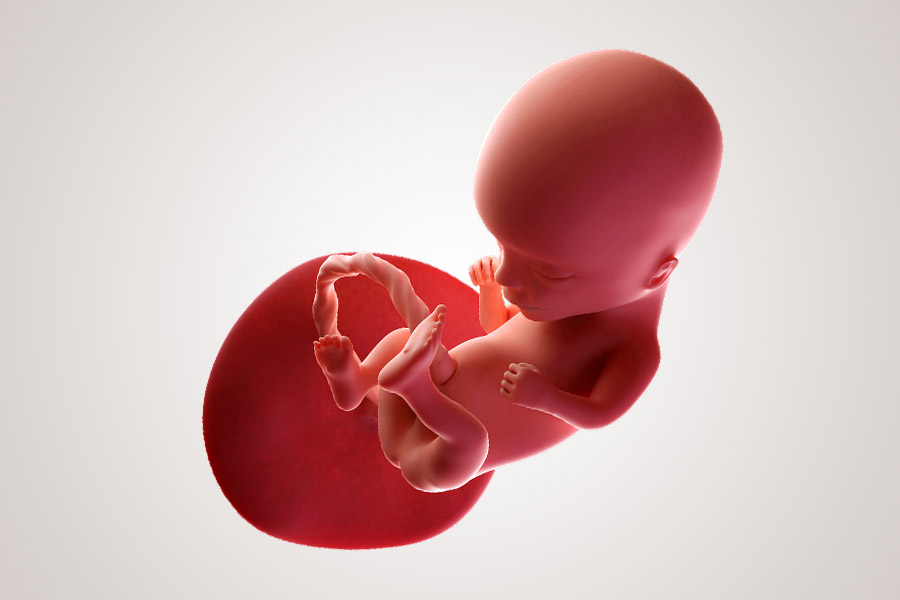 De ontwikkeling van de embryo na 14 weken zwanger