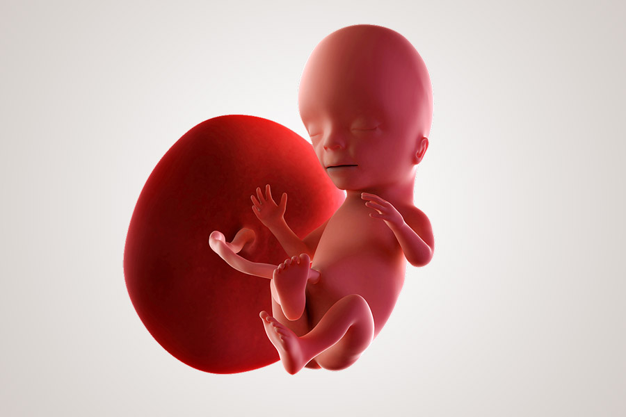 De ontwikkeling van de embryo na 15 weken zwanger