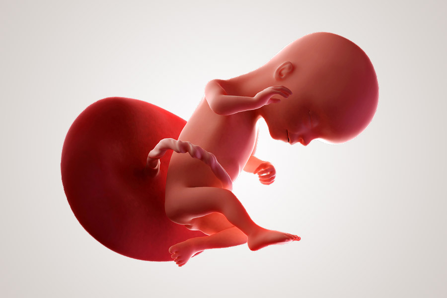 De ontwikkeling van de embryo na 4 maanden zwanger