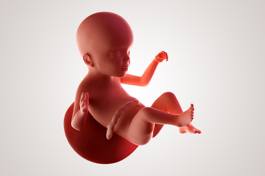 De ontwikkeling van de embryo na 23 weken zwanger