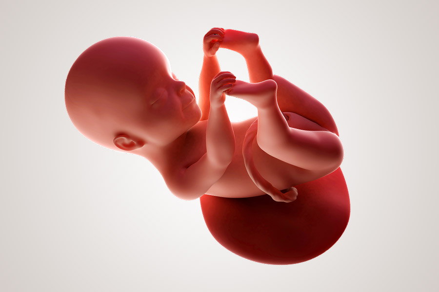 De ontwikkeling van de embryo na 25 weken zwanger