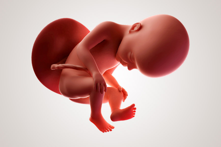 De ontwikkeling van de embryo na 27 weken zwanger