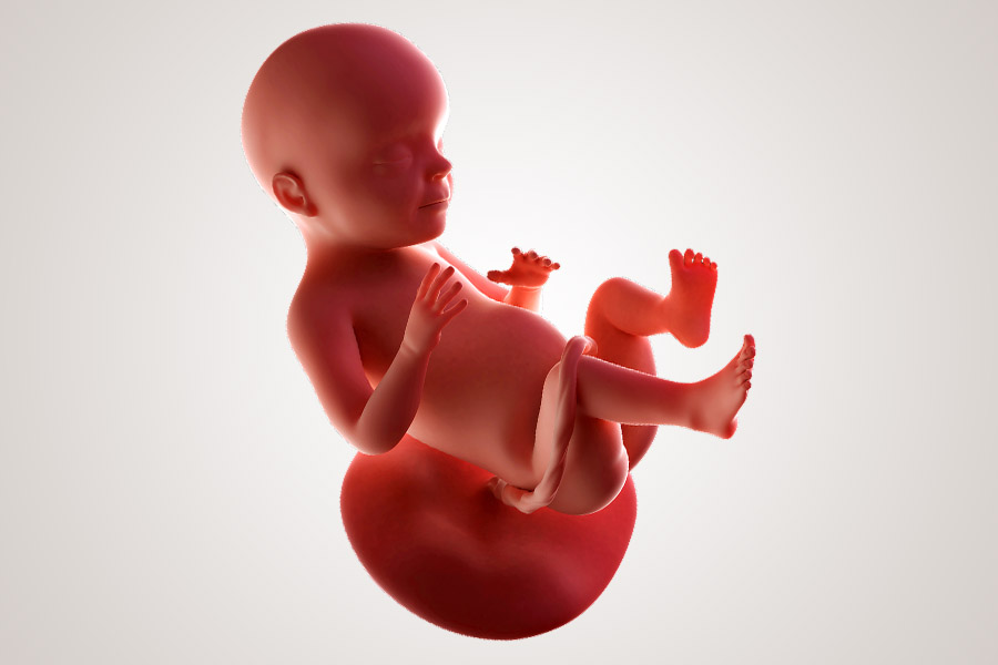 De ontwikkeling van de embryo na 28 weken zwanger