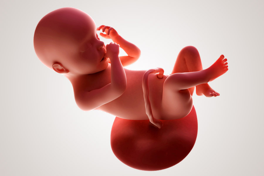 De ontwikkeling van de embryo na 30 weken zwanger