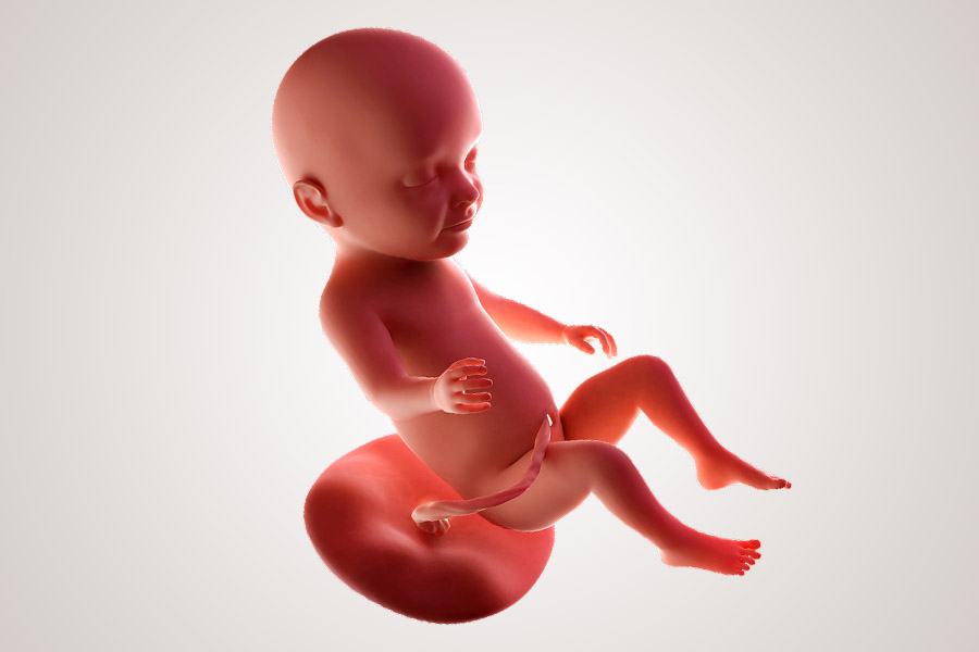 De ontwikkeling van de embryo na 31 weken zwanger