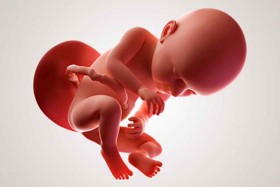 De ontwikkeling van de embryo na 37 weken zwanger