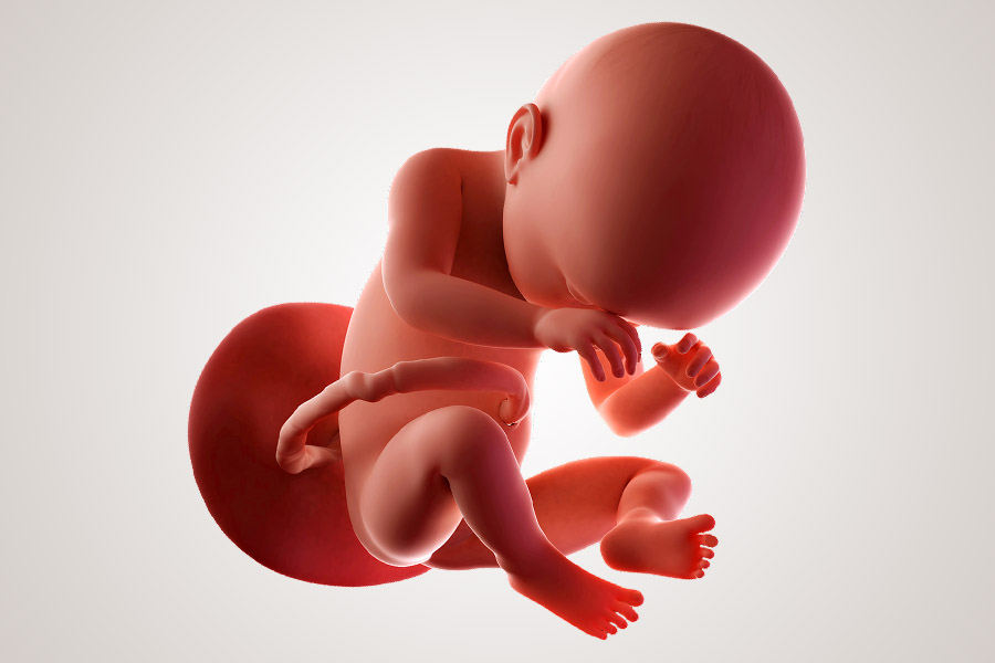 De ontwikkeling van de embryo na 38 weken zwanger