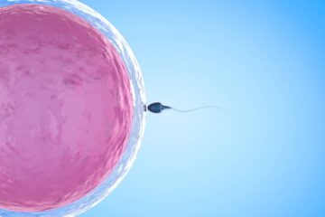 Eicel wordt bevrucht door zaadcel