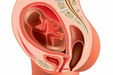 Schwangerschaft - Abbildung des Inneren des Mutterleibs