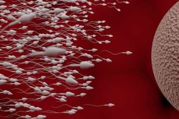 Von der Eizelle bis zum Embryo: Das Sperma auf dem Weg zur Eizelle.